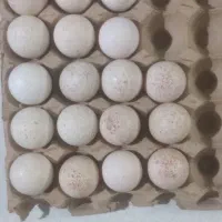 ۱۵  عدد تخم بوقلمون نژاد برنز