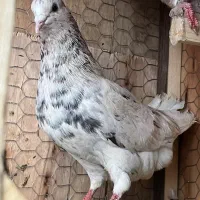 کفتر