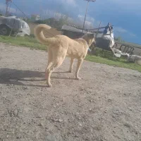 سگ ماده سراب برا کشش