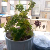 گل‌فروشی