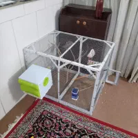 قفس و کبوتر و عروس هلندی