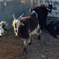 کهره نر