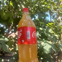 ابغوره محلی تازه