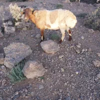 گوسفند بذری