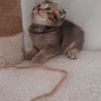 اسکاتیش دختر بلک گلد