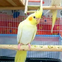 عروس هلندی