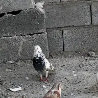 تعدادی کفتر فروشی