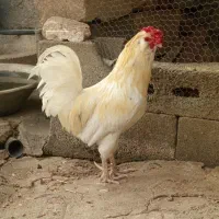 خروس گلین پنگوئنی فول