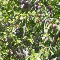 آلو قرمز(خرمایی)