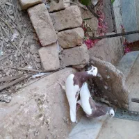 جوجه کبوتر طوقی یه جفت فی ۵۰۰۰۰۰ تومان