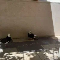 کفتر