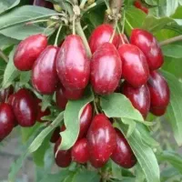 نهال زالزالک زرد و زغال اخته و ازگیل ژاپنی و یلدا