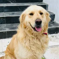 گلدن رتریور نر