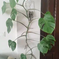 برگ انجیری سرحال