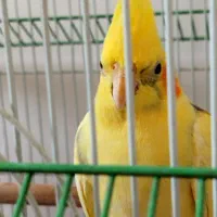 طوطی لوتینوی نر بالغ