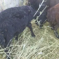 جفت بره قوچ درجه یک سیاه فر و ساده