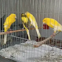 قناری رسمی بلند ورسمی بلند بازاری وپرستار