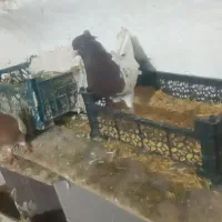 یک جفت کله فروشی
