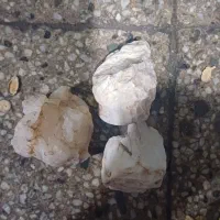 سنگ|مجسمه، تندیس، ماکت|بیرجند, |دیوار