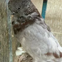 لانگ فیس خالص مرغوب قیمت جفتی