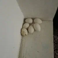 تخم بوقلمون ۸عدد با مادر درحال تخم