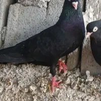 زاغ|پرنده|ایذه, |دیوار
