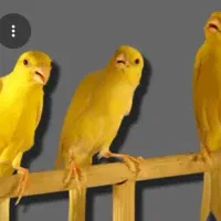 قناری طلایی زعفرانی