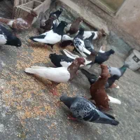 رنگه