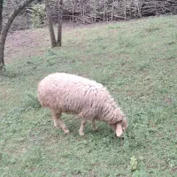 بره گوسفند ۵ماهه علفخوار بز