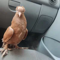 کبوتر  عطیقه