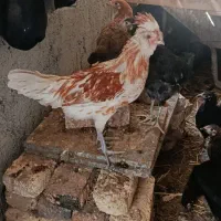 مرغ وخروس