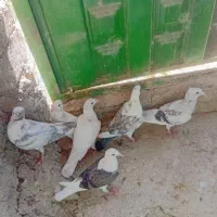 کبوتر جوجه سرور گراف