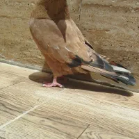 جفت کله ای یتیکه تاپ