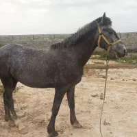 اسب