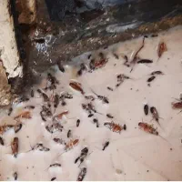 سم پاشی سوسک و ساس .کنه