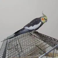 یه جفت عروس هلندی مولد