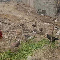 قوغاز