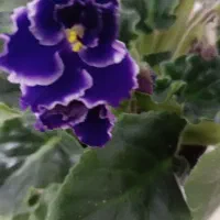 بنفشه آفریقایی