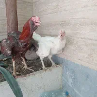 لاری