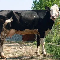 گاو شیر سیمنتال عروسگ جوان