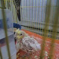 نرو ماده جفت با یه جوجه مفت