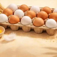 تخم مرغ محلی تازه