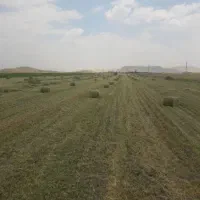 اجاره دو هکتار زمین آبی