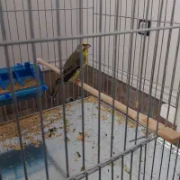 یاسمن نرماده پای کار
