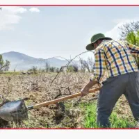 باغبان و ( سرایدار)، تمام وقت وشبانه روزی