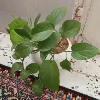 گل پتوس|گل و گیاه طبیعی|نیشابور, رحمت آباد|دیوار