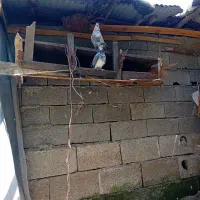 فروش کبوتر آس