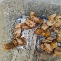 واگذاری رایگان