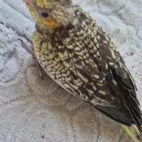 جوجه سرلاکی ۱۲ روزه