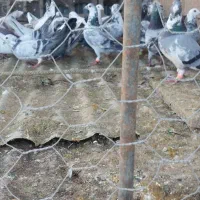 کبوتر کفتر مرغ اردک